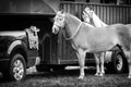 Two Horses Awaiting Competition - Black and White