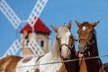 Two horses on the background of a windmill