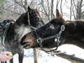 Two horses on a background of winter trees. Royalty Free Stock Photo
