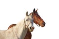 Two horses - bay and gray isolated on a white background. Royalty Free Stock Photo