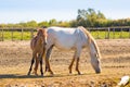 Two horses in a beautiful sunny day in Camargue, France Royalty Free Stock Photo