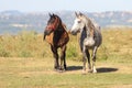 Two horses black and brown