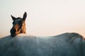 Two horses, black and white horse, animals life, white edit space