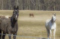 Two horses, black and white on the meadow Royalty Free Stock Photo