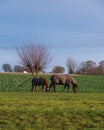 Two horses with blanket covers eating grass peacefully in farmland pasture in southern Sweden during winter time Royalty Free Stock Photo