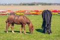 Two horses with blanket grazing near colorful dutch tulip garden Royalty Free Stock Photo