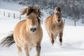 2 horses running in the snow. Royalty Free Stock Photo