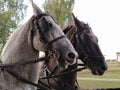 Two horses with bridles. Sled with horses. White and black horse. Sports racing or riding people in a carriage Royalty Free Stock Photo