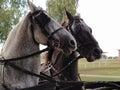 Two horses with bridles. Sled with horses. White and black horse. Sports racing or riding people in a carriage Royalty Free Stock Photo