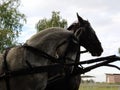 Two horses with bridles. Sled with horses. White and black horse. Sports racing or riding people in a carriage Royalty Free Stock Photo