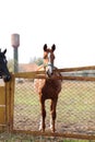 Two horses, brown and black, stand on the farm. Outdoors. Royalty Free Stock Photo