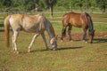 Two horses (brown horse) horses on the ranch Royalty Free Stock Photo