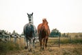 Two horses cantering in a meadow