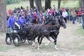 Two horses carriage Royalty Free Stock Photo