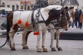 Two horses carriages at Old Town Main Square in Krakow, Poland, a gothic symbol of the city Royalty Free Stock Photo