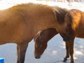 Two horses close-up