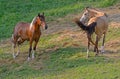 Two horses communicate with each other. Royalty Free Stock Photo