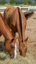 Two horses in the corral are eating hay, straw, grass in the farm