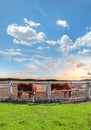 Two Horses in a Corral Royalty Free Stock Photo