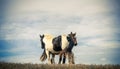 Two Horses Cuddling Royalty Free Stock Photo