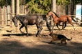 Two horses and dog Royalty Free Stock Photo