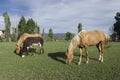 Two Horses and a Donkey Royalty Free Stock Photo