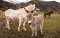 Two horses and a donkey grazing on autumn pasture in an Austrian valley against the background of snow-capped mountains Royalty Free Stock Photo