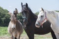 Two horses and a donkey. Royalty Free Stock Photo