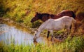 Two horses drinking water from the creek Royalty Free Stock Photo