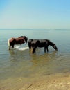 Two horses drinking water in a pond in shallow water Royalty Free Stock Photo