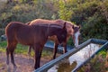 Two horses drinking water Royalty Free Stock Photo