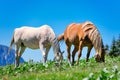 Two horses eat grass grass Royalty Free Stock Photo