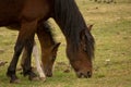 Two horses eat grass. Royalty Free Stock Photo