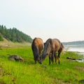 Two horses eat grass from one place on the Bank of the Northern river. Royalty Free Stock Photo