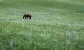 Two horses eat grass on the prairie Royalty Free Stock Photo