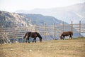 Two horses eating in the field with the Pyrenees mountains in background, brown horses grazing Royalty Free Stock Photo