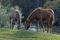Two horses eating grass. Royalty Free Stock Photo