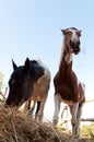 Two horses eating hay.