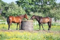 Two horses eating hay from the bale Royalty Free Stock Photo