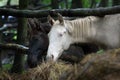 Two horses eating hay