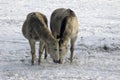 Two horses eating together in snow Royalty Free Stock Photo