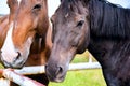 Two horses embracing in friendship . Royalty Free Stock Photo