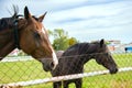 Two horses embracing in friendship . Royalty Free Stock Photo