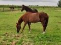 Two horses in the field, Koksijde.