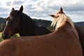 Two horses expressing familiarity Royalty Free Stock Photo