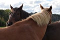 Two horses expressing familiarity Royalty Free Stock Photo