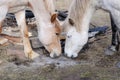 Two horses face each other, game is not worth waiting the ashes of the fire Royalty Free Stock Photo