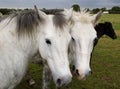 Two horses face to face Royalty Free Stock Photo