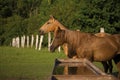 Two horses on farm