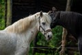 Two horses on the farm. Royalty Free Stock Photo